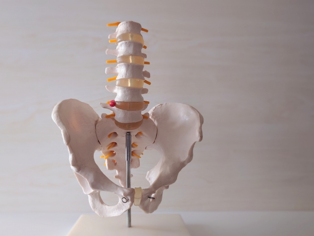 骨密度測定検査